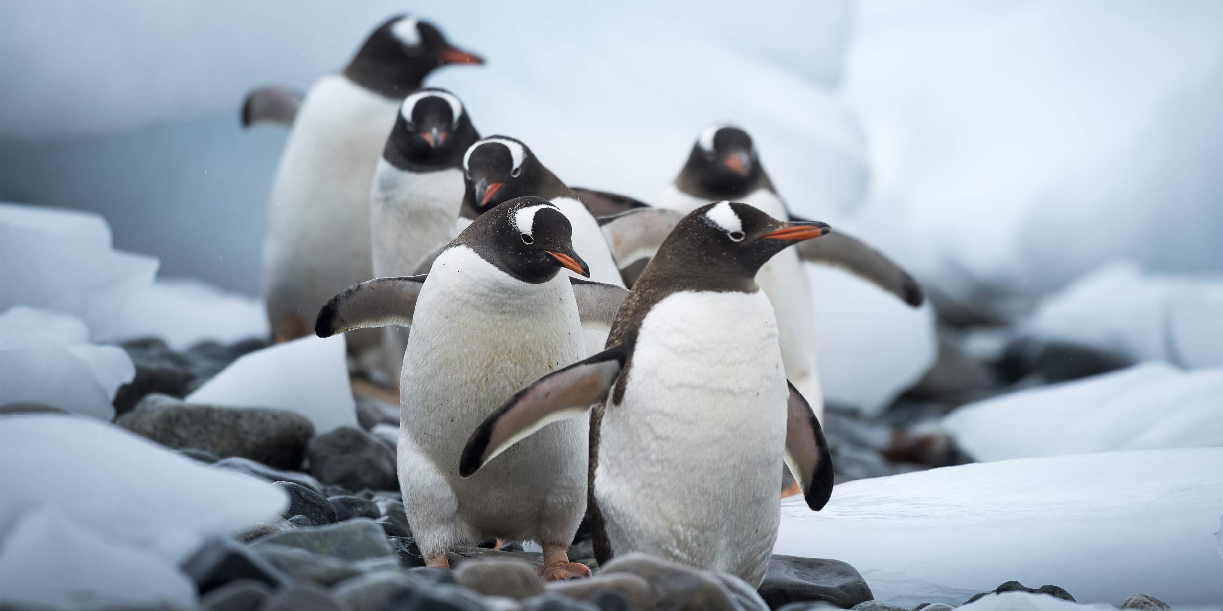 Penguins Cuverville Antarctica Andreas Kalvig Anderson 
