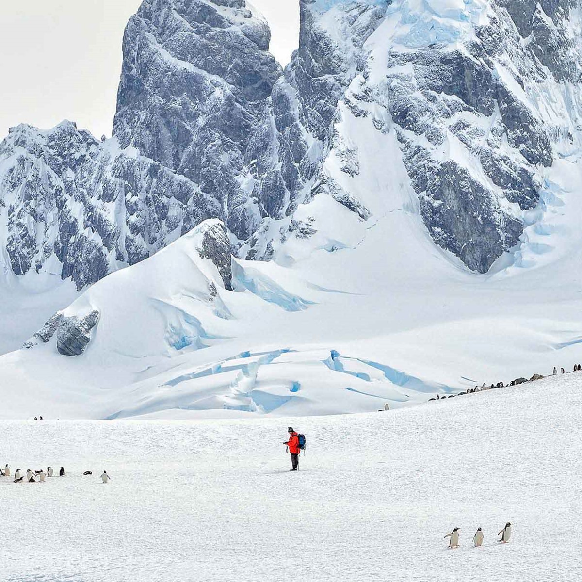 Antarctica cruises White Christmas in Antarctica Hurtigruten UK